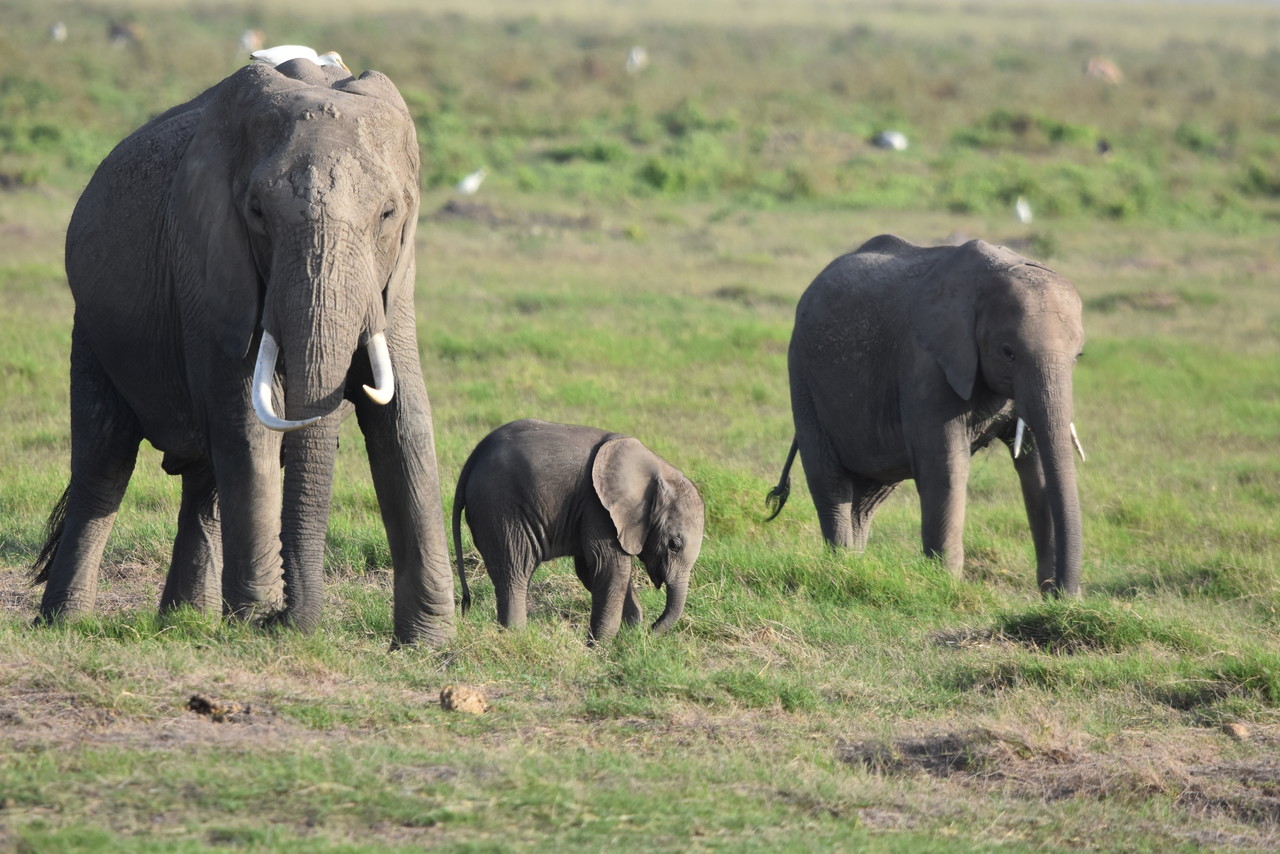 African elephant female with young Loxodonta africana, Tsavo National Park, Kenya