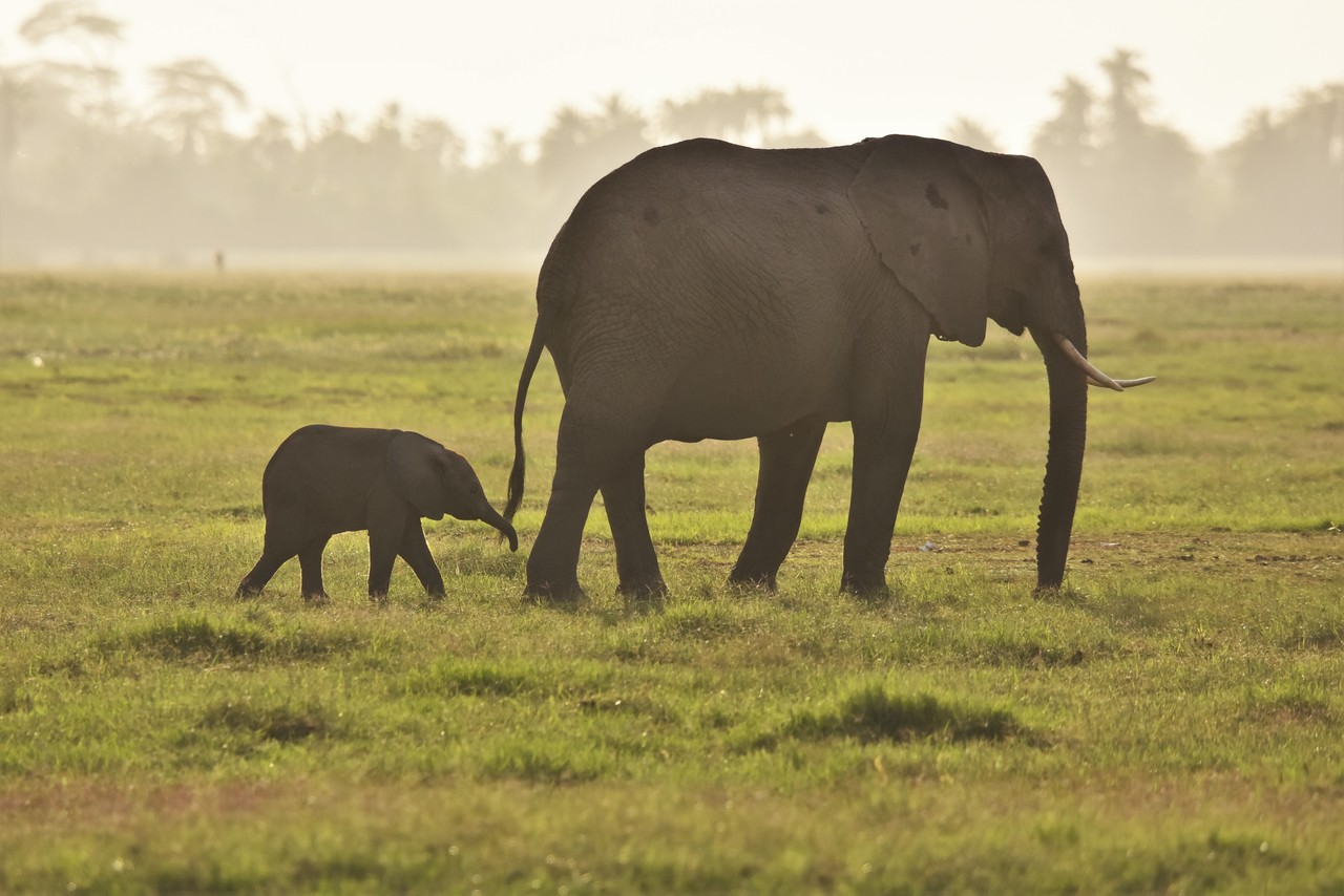African elephant female with young Loxodonta africana, Tsavo National Park, Kenya