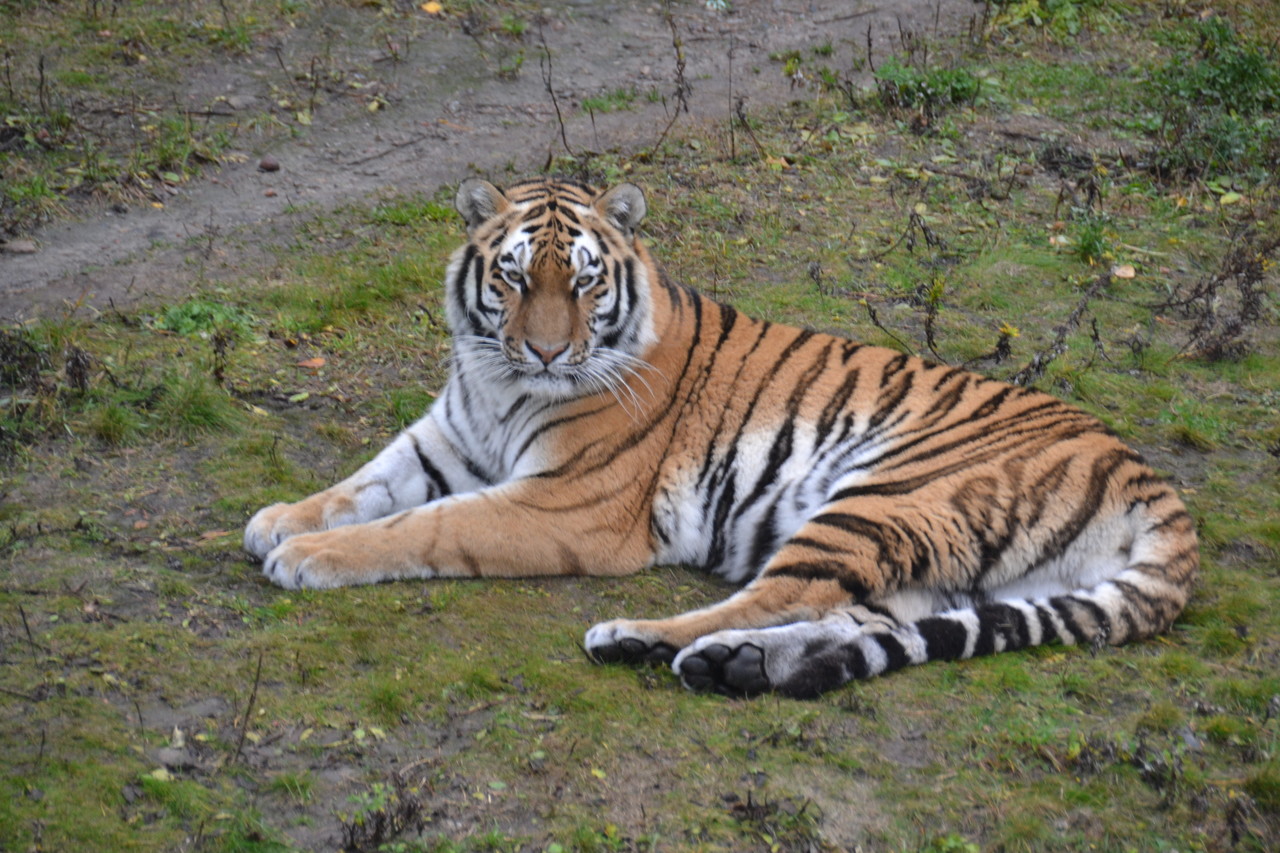 Amur Tiger Panthera tigris altaica