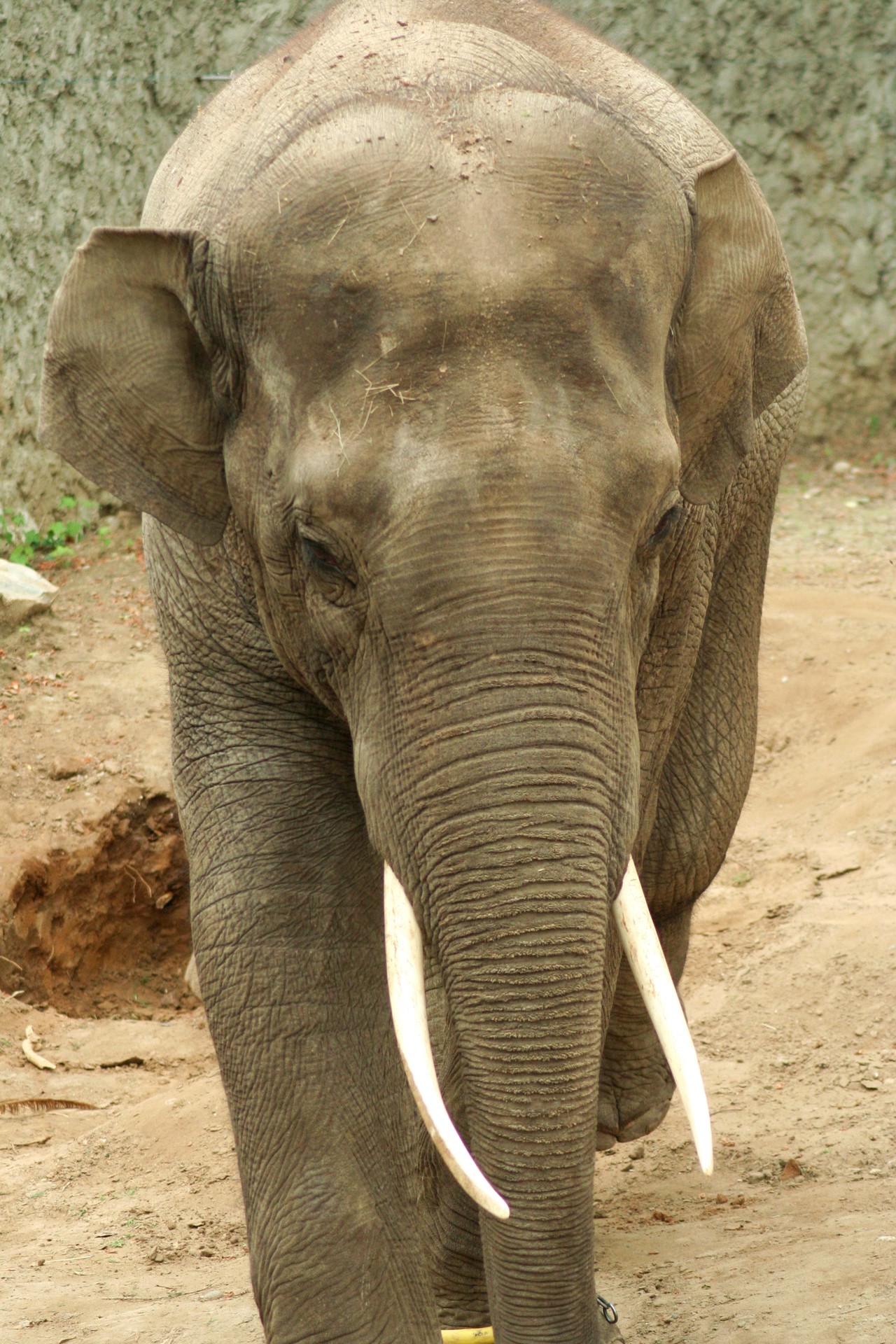 Asian Elephant Thisiam Elephas maximus