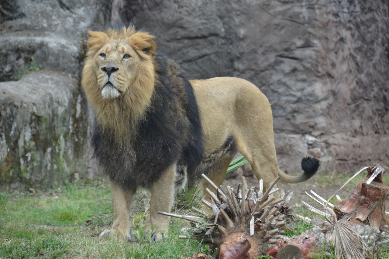 Asiatic lion Panthera leo persica
