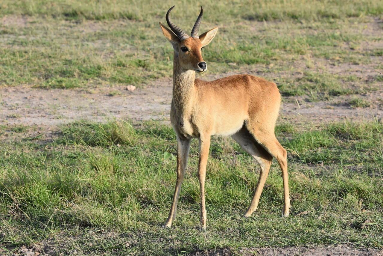 Bohor reedbuck Redunca redunca, Tsavo National Park, Kenya