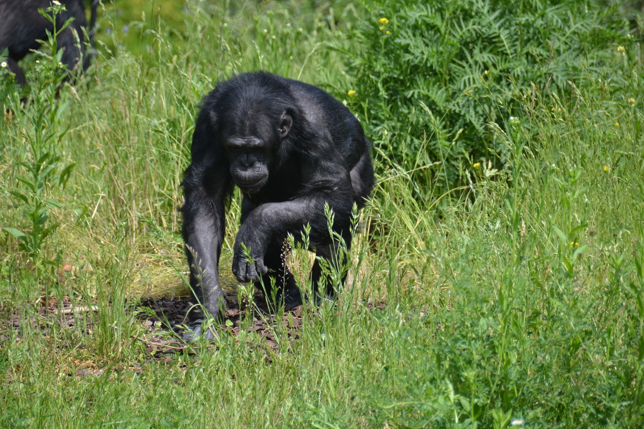 Chimpanzee Pan troglodytes