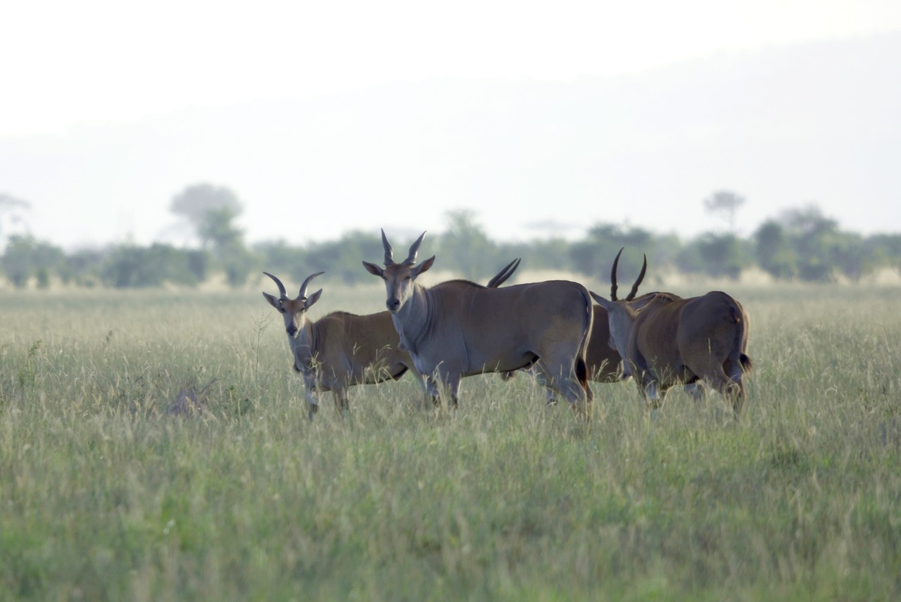 Common eland Taurotragus oryx, Amboseli National Park, Kenya
