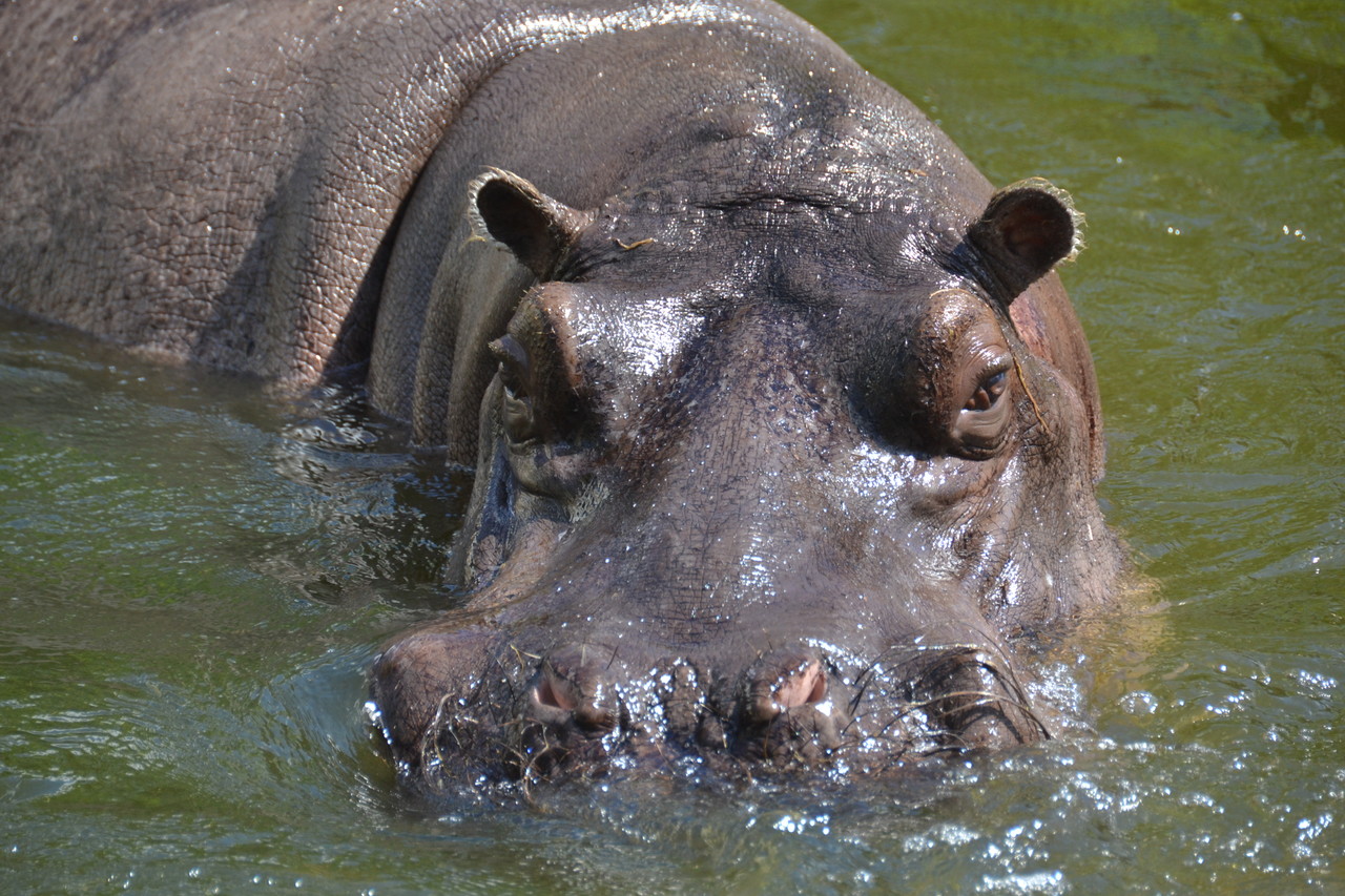 Common hippopotamus  Hippopotamus amphibius, Amboseli  National Park, Kenya 