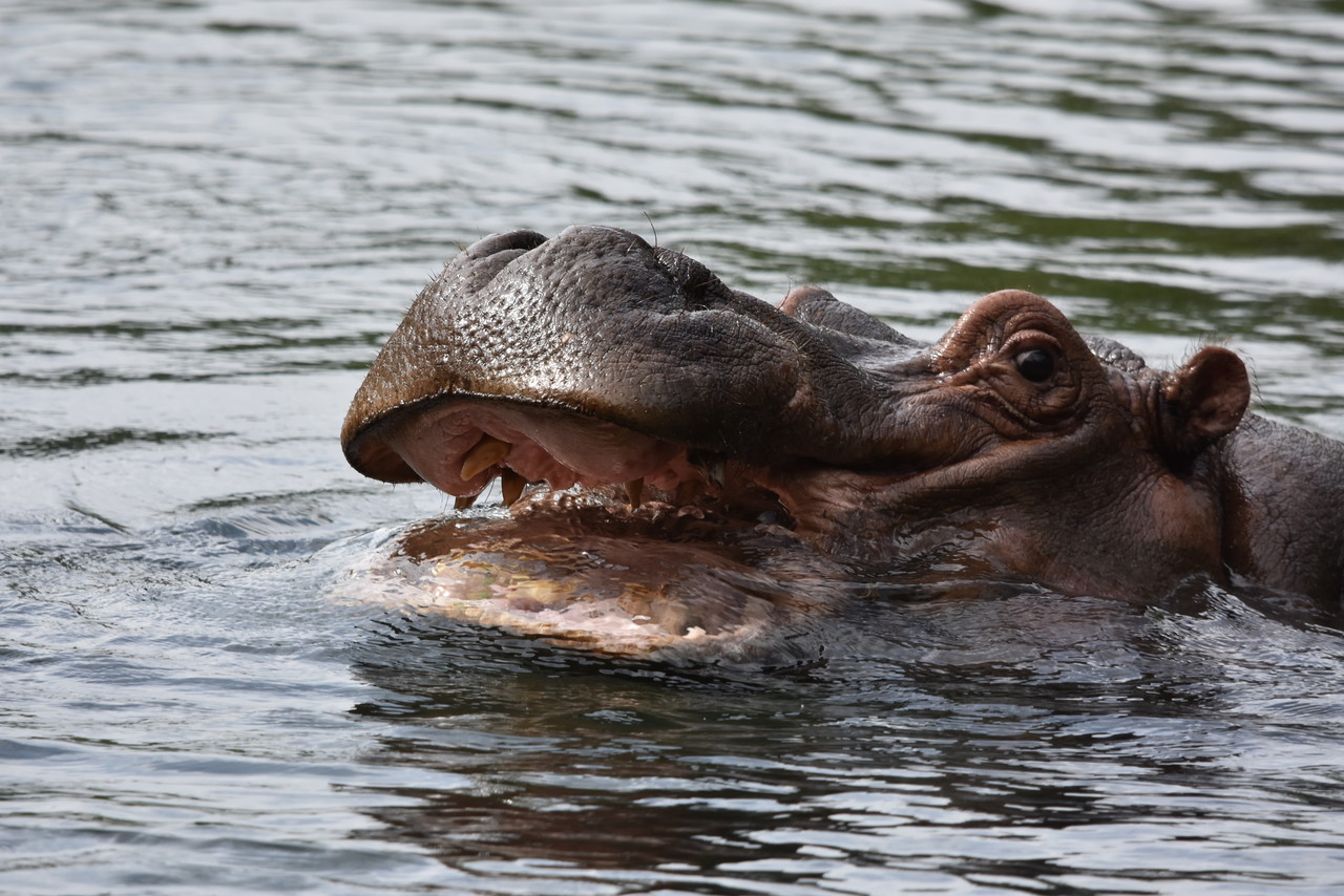 Common hippopotamus Hippopotamus amphibius, Tsavo National Park, Kenya 