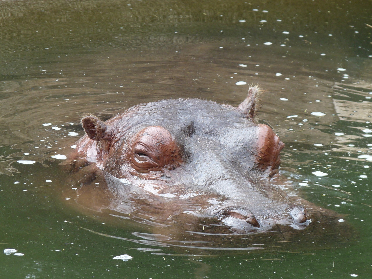 Common hippopotamus Hippopotamus amphibius