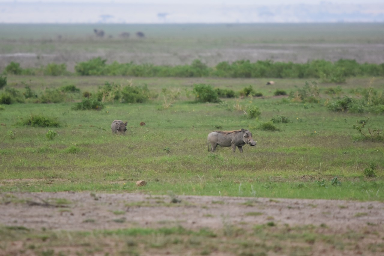 Common warthog Phacochoerus africanus, Tsavo National Park, Kenya