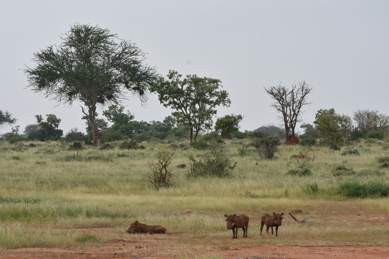 Common warthogs Phacochoerus africanus, Tsavo National Park, Kenya