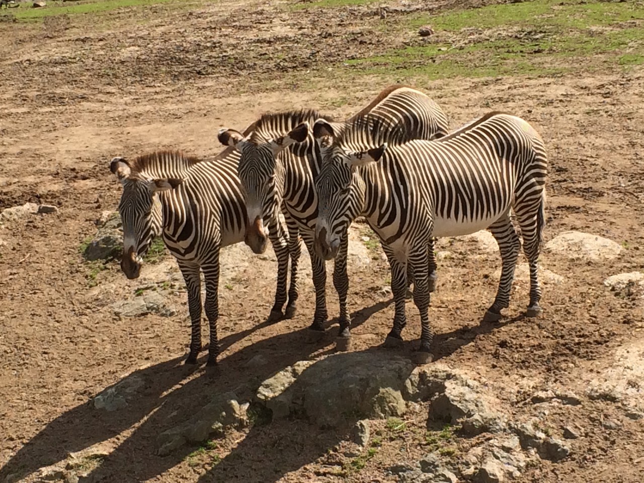 Grévy's zebra Equus grevyi