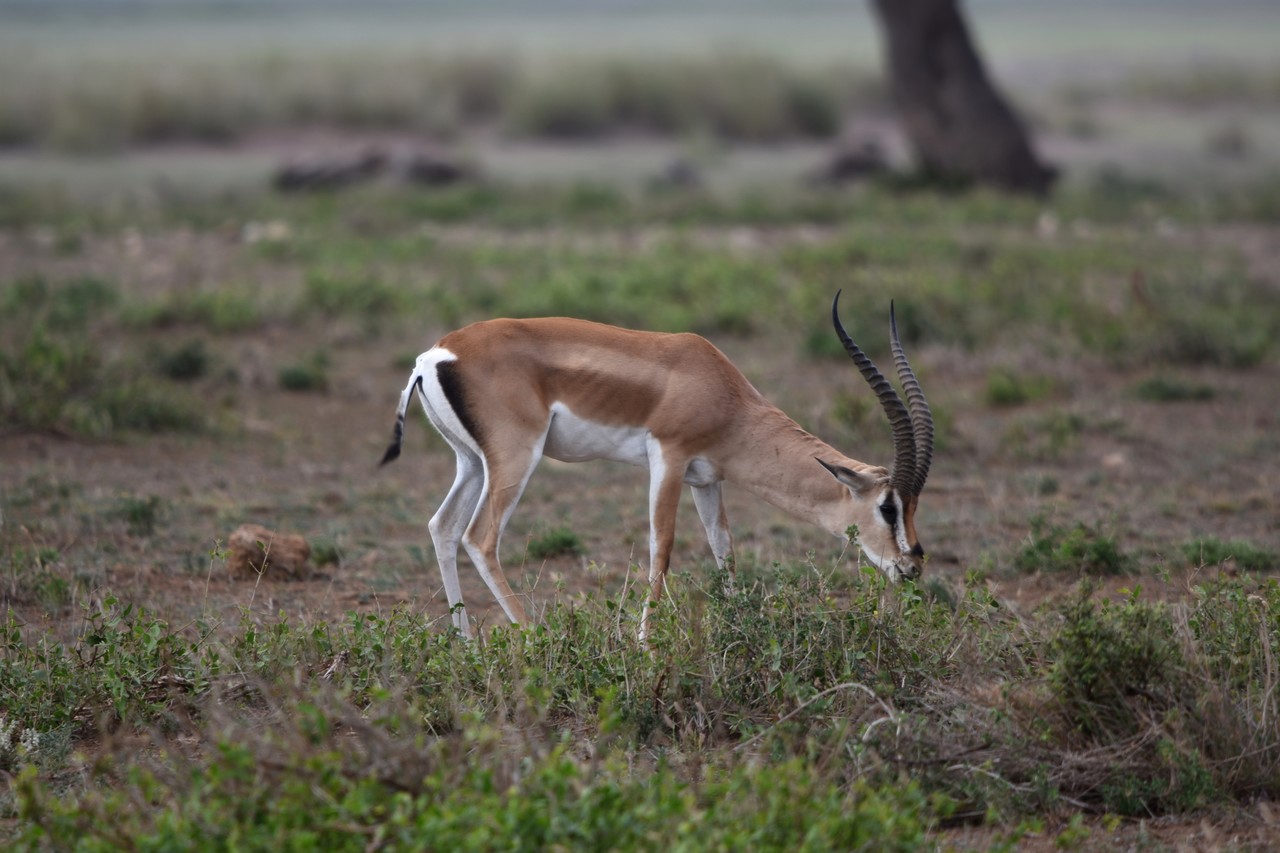 Grant's gazelle Nanger granti, Amboseli National Park, Kenya 