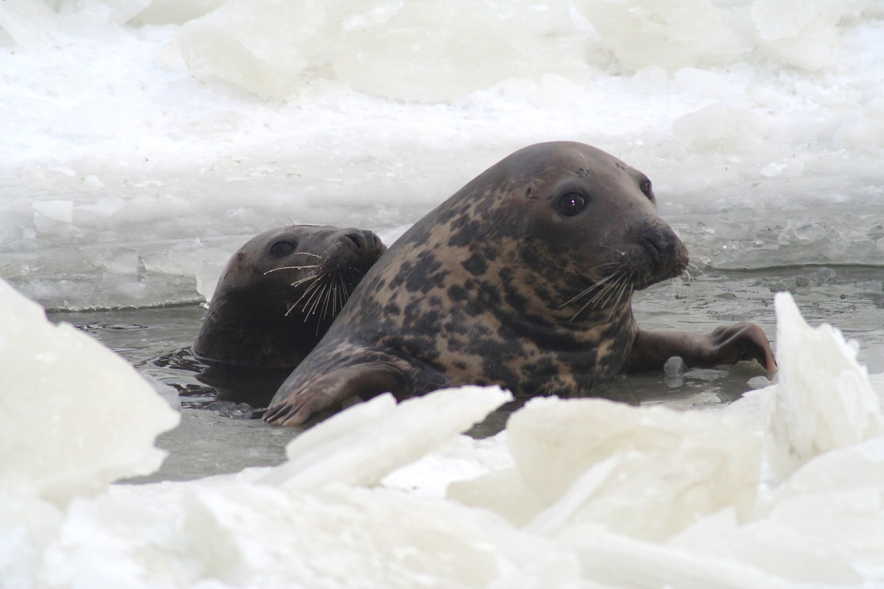 Grey Seals Halichoerus grypus 