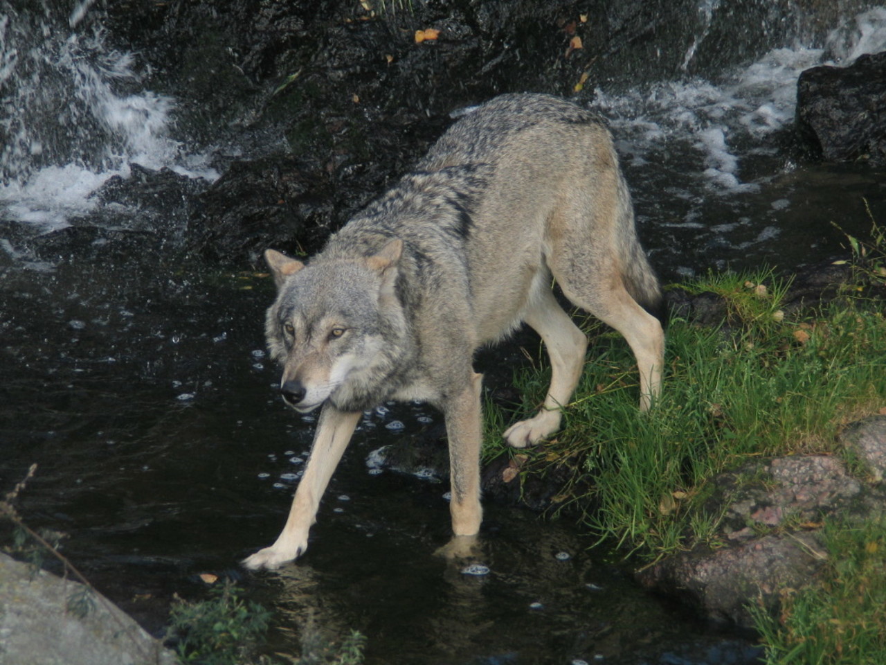 Grey wolf Canis lupus