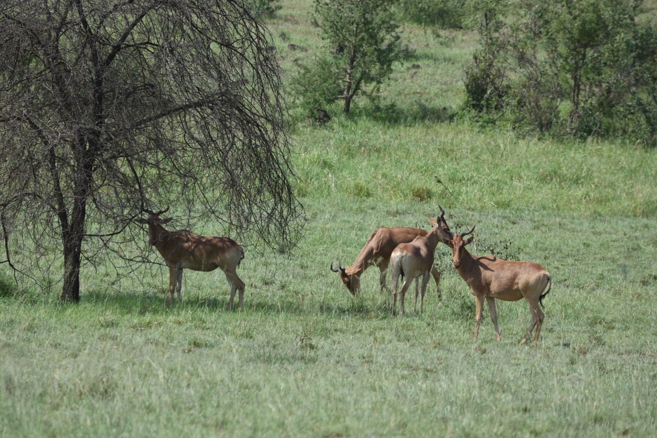 Hartebeest Alcelaphus buselaphus, Amboseli  National Park, Kenya 