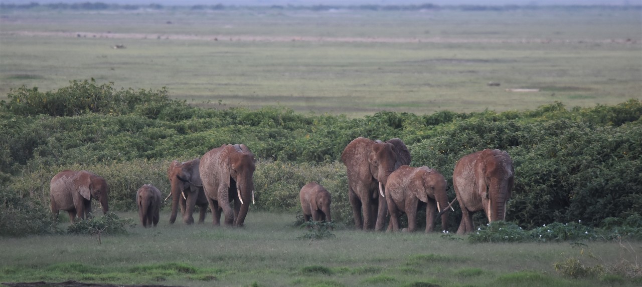 Herd of African elephant Loxodonta africana, Amboseli  National Park, Kenya