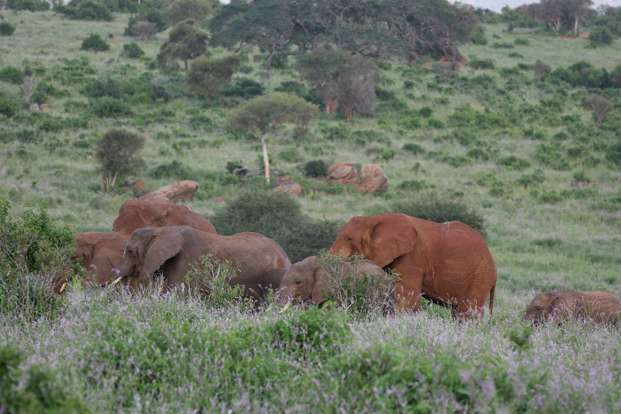 Herd of African elephant Loxodonta africana, Amboseli National Park, Kenya