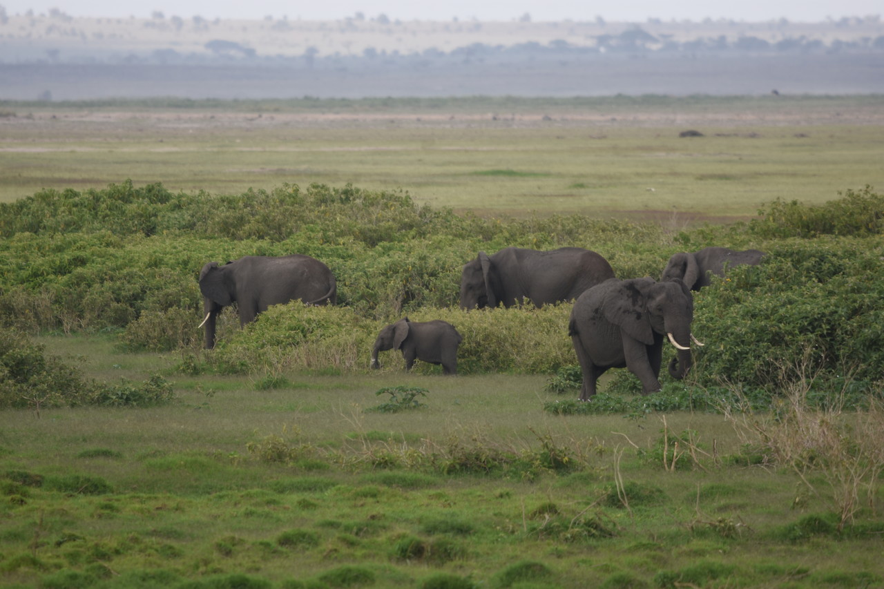 Herd of African elephant Loxodonta africana, Tsavo National Park, Kenya