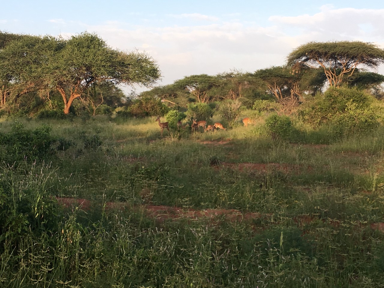 Herd of impala Aepyceros melampus, Amboseli  National Park, Kenya 