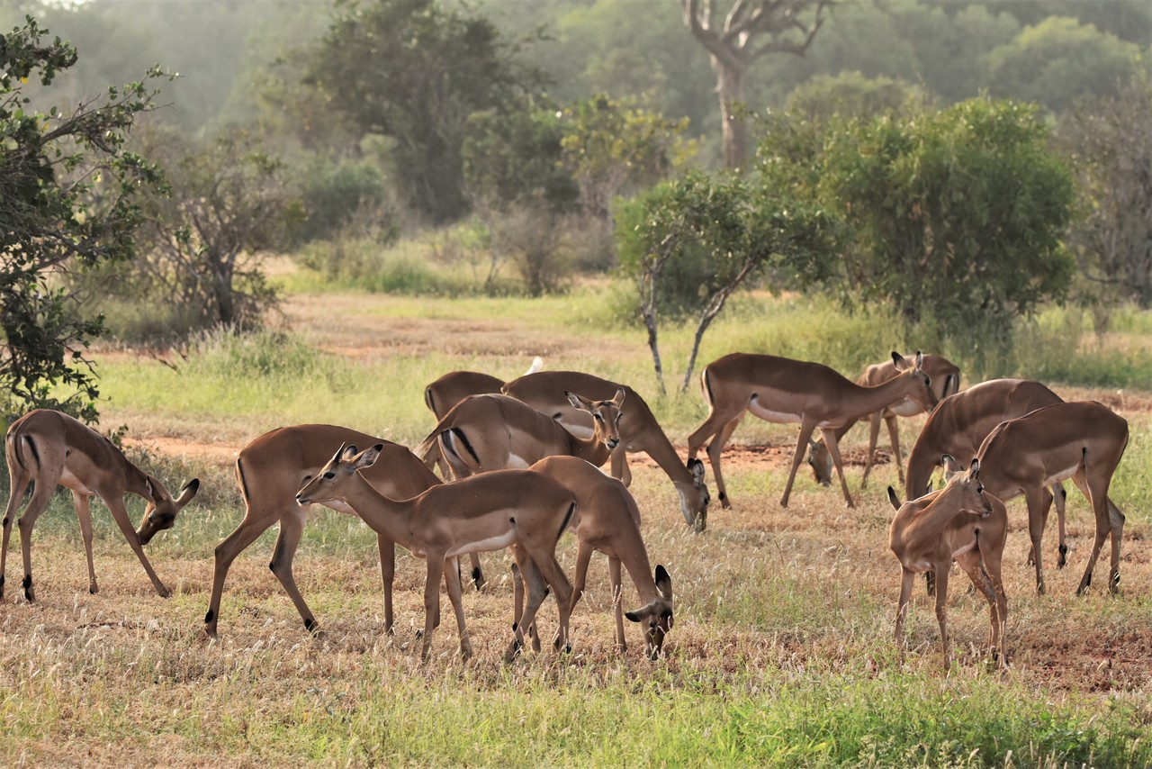 Herd of impala Aepyceros melampus, Amboseli  National Park, Kenya 