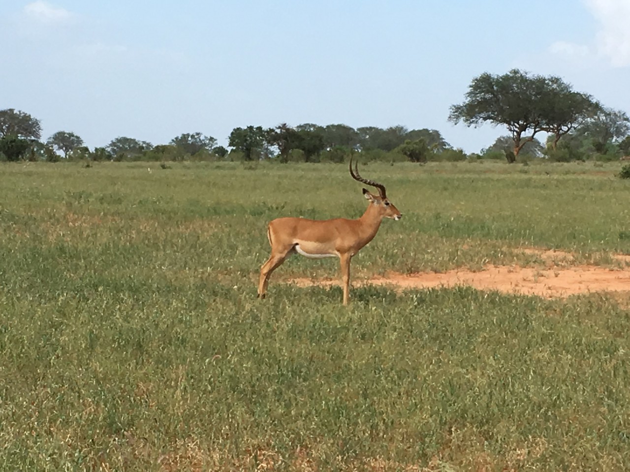 Impala Aepyceros melampus, Tsavo National Park, Kenya
