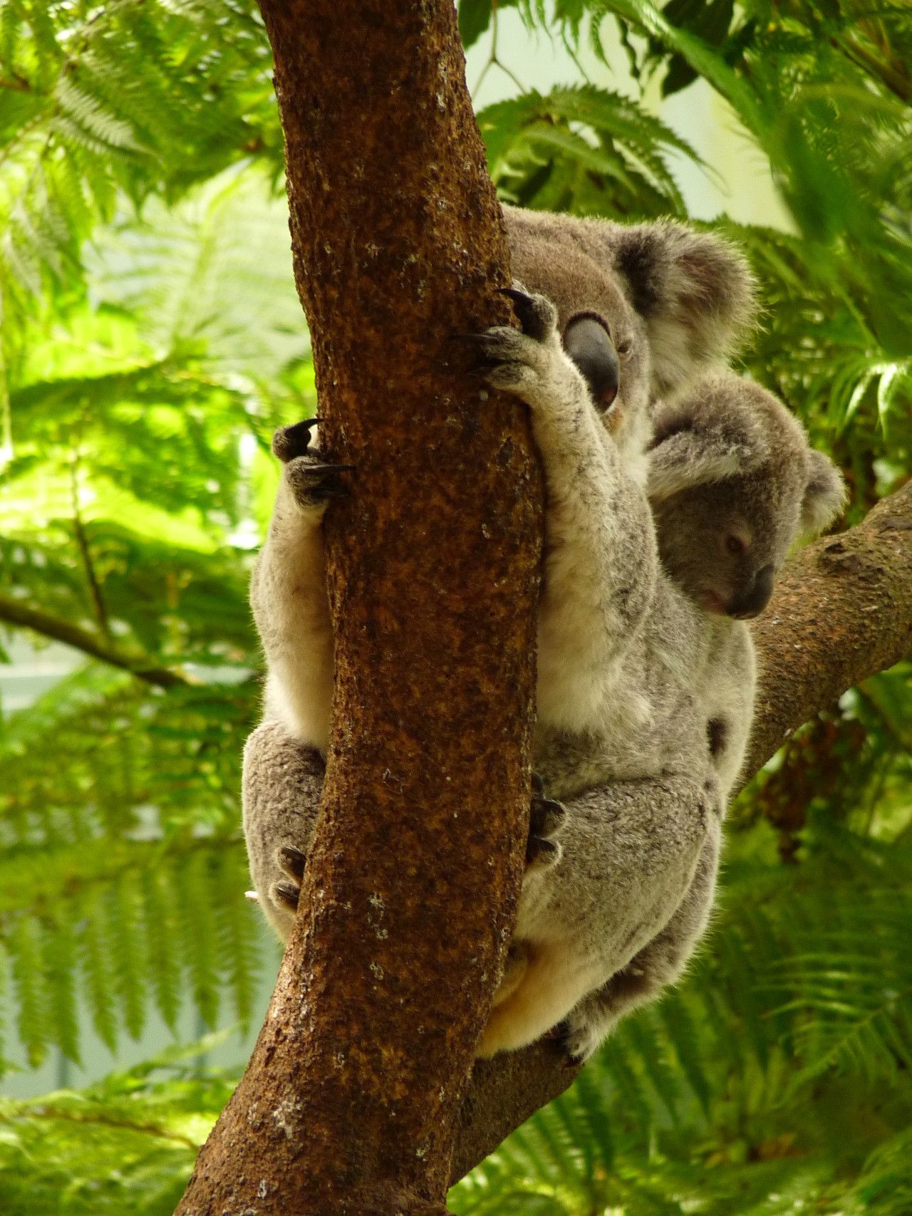 Koala Phascolarctos cinereus