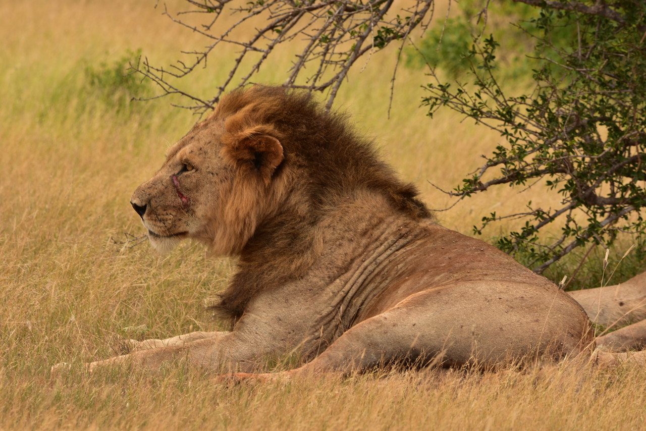 Lion Panthera leo, Tsavo National Park, Kenya