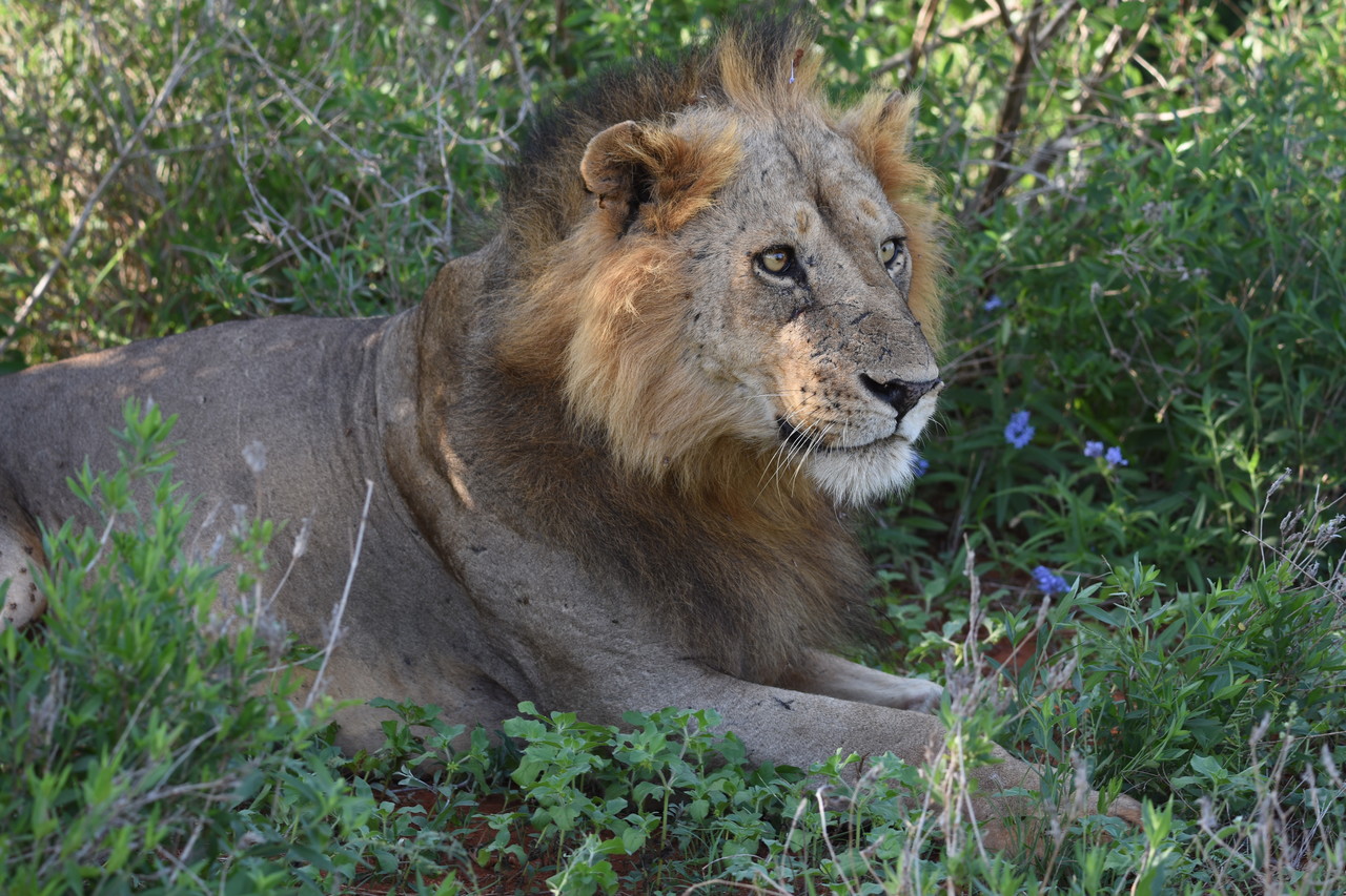 Lion Panthera leo, Tsavo National Park, Kenya