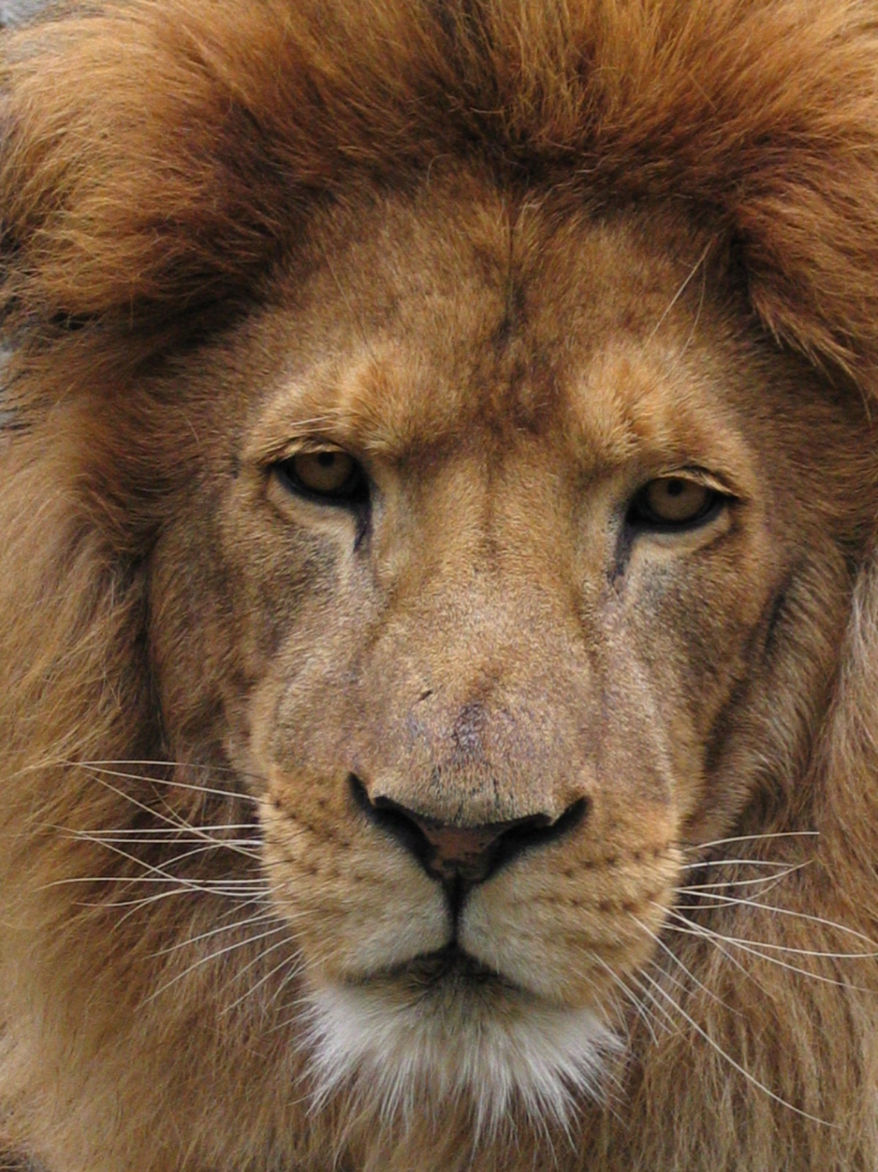 Lion Panthera leo