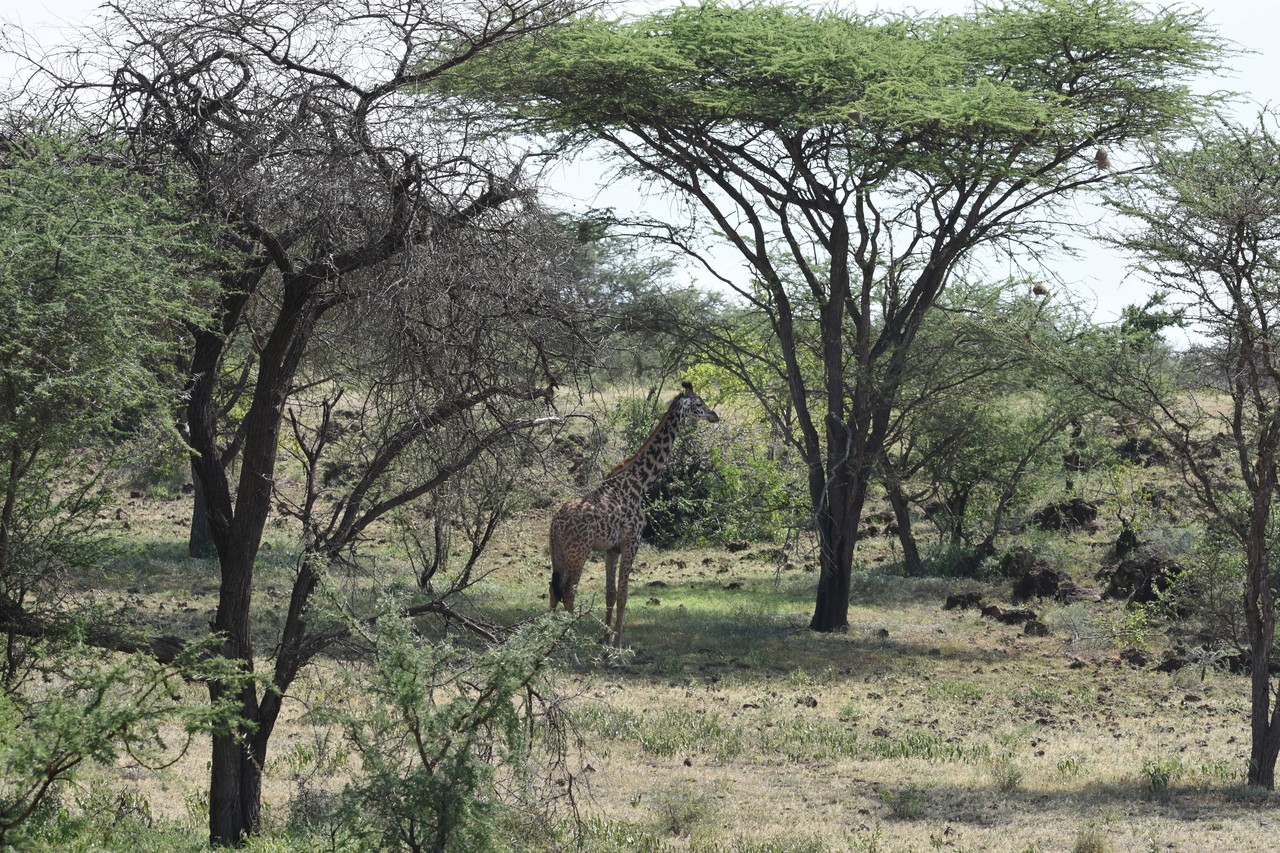 Masai giraffe Giraffa camelopardalis tippelskirchii, Amboseli National Park, Kenya 