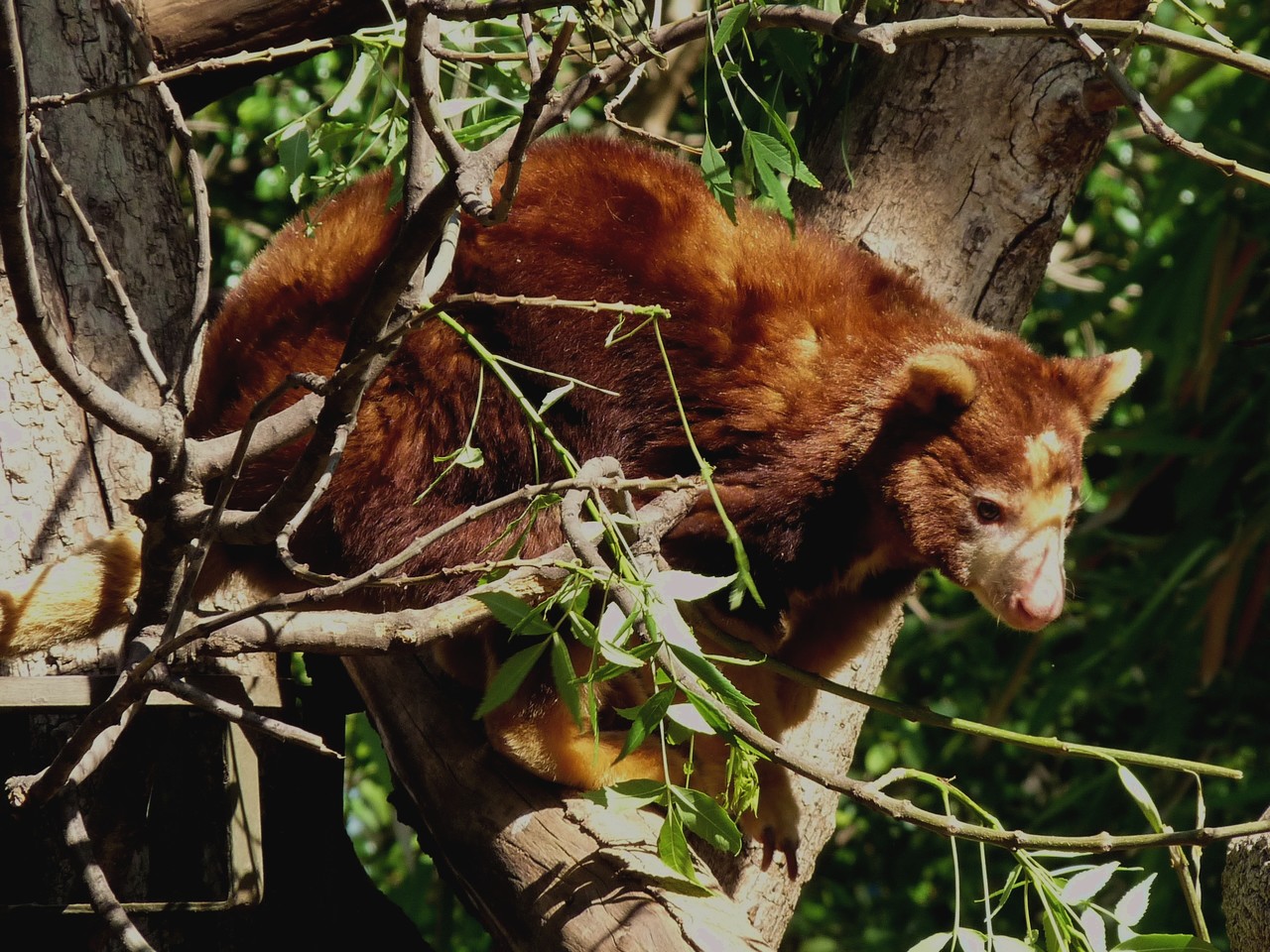 Matschie's tree-kangaroo Dendrolagus matschiei