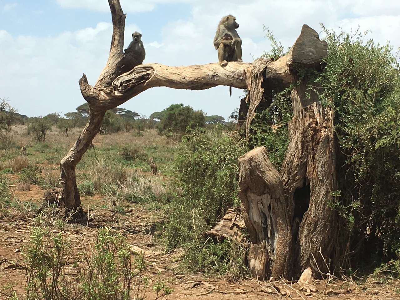 Olive baboon Papio anubis, Tsavo National Park, Kenya