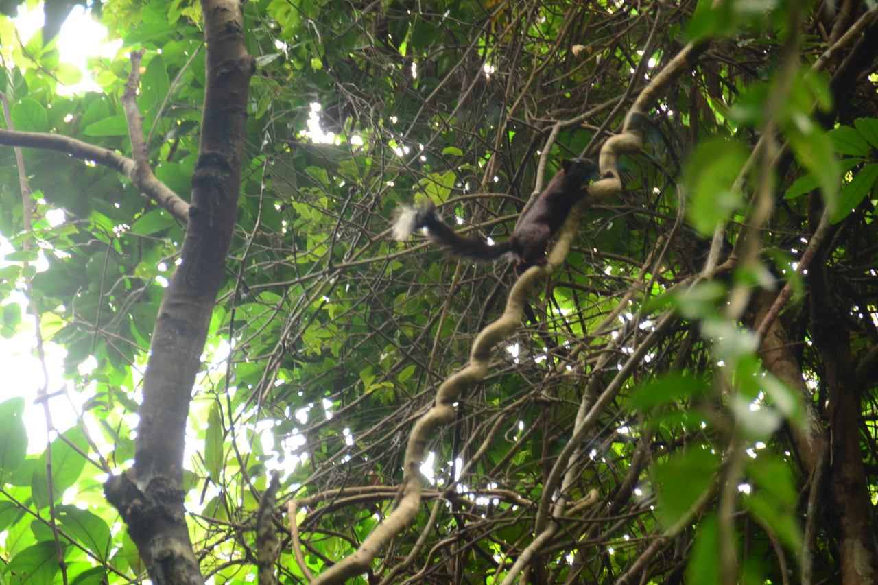 Pallas's Squirrel Callosciurus erythraeus, San Loem, Cambodia