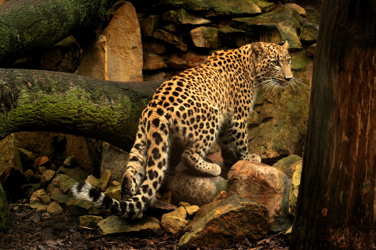 Persian Leopard Panthera pardus saxicolor exhibit