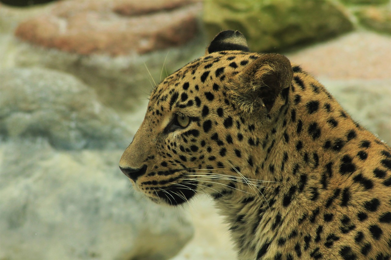 Persian Leopard Panthera pardus saxicolor