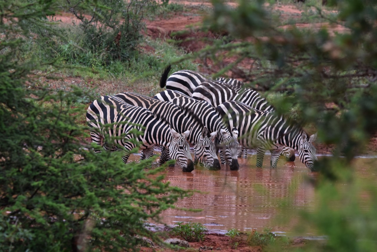 Plains zebras at a watering hole Equus quagga