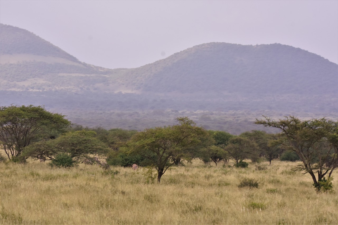 Plains zebras in the savanna Equus quagga, Amboseli National Park, Kenya