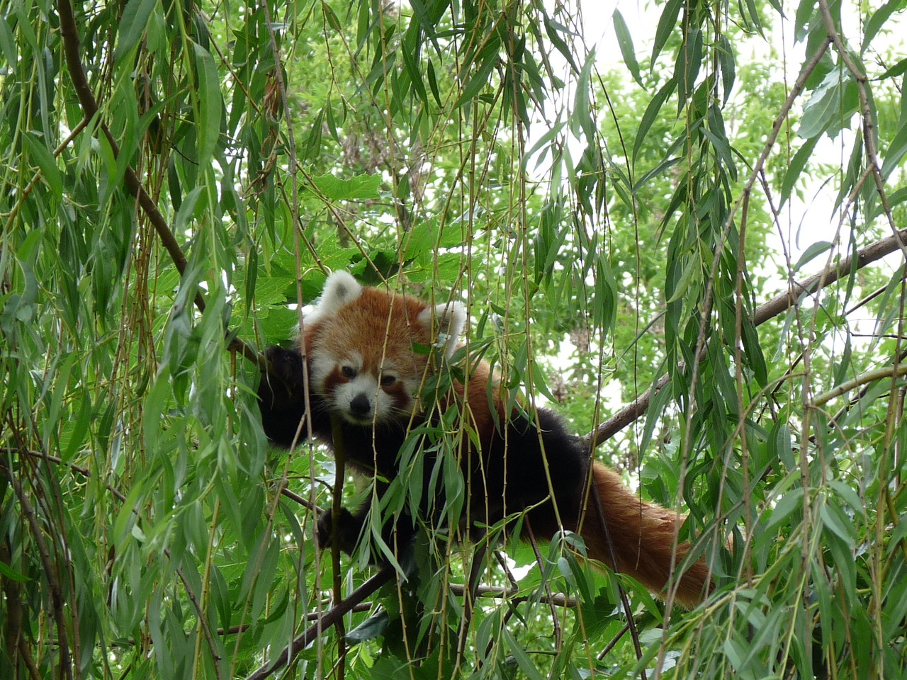 Red Panda Ailurus fulgens