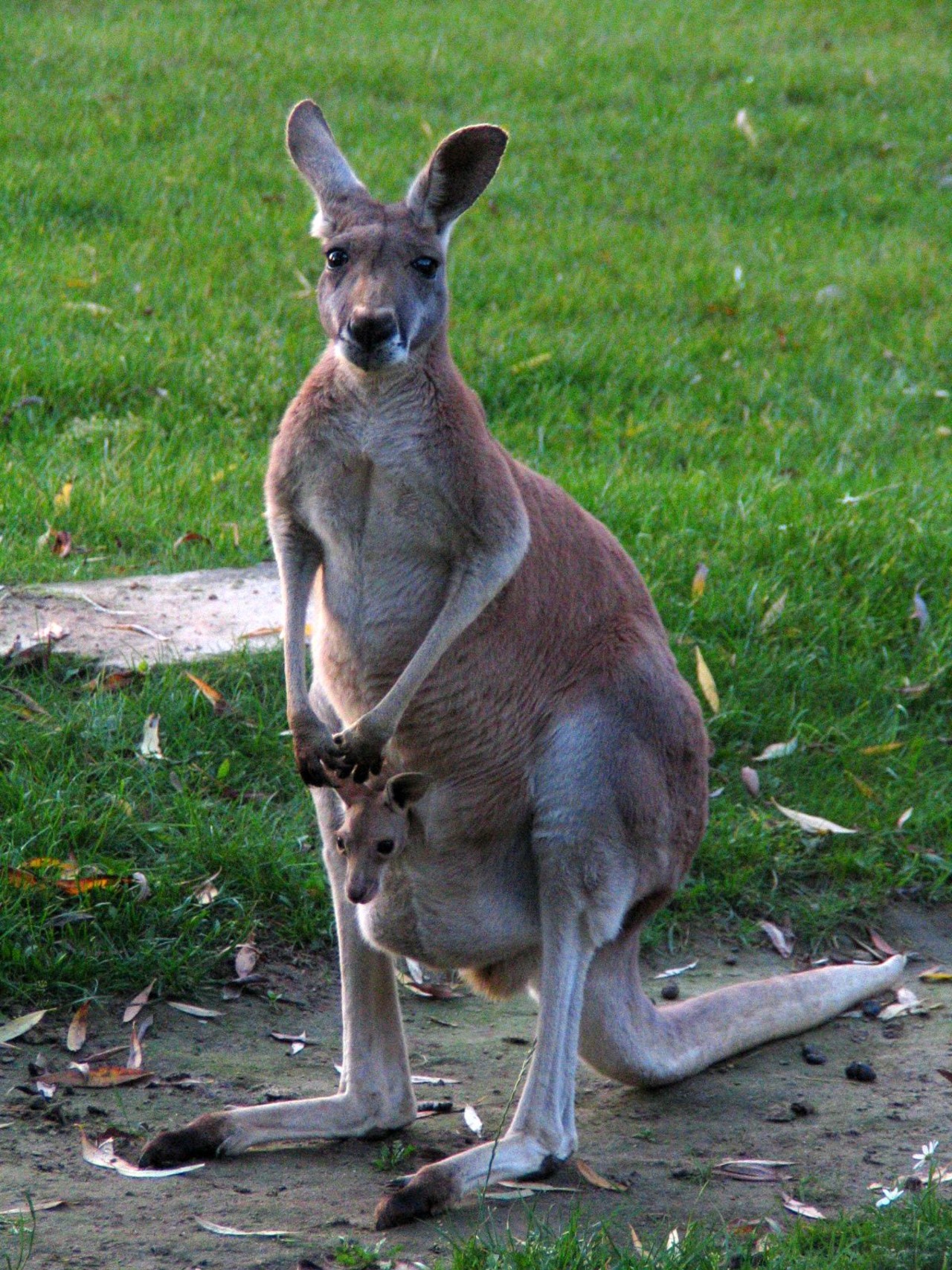 Red kangaroo, female with young Macropus rufus