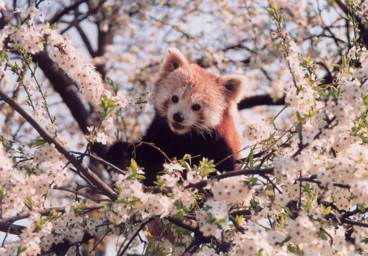 Red panda Ailurus fulgens Spring