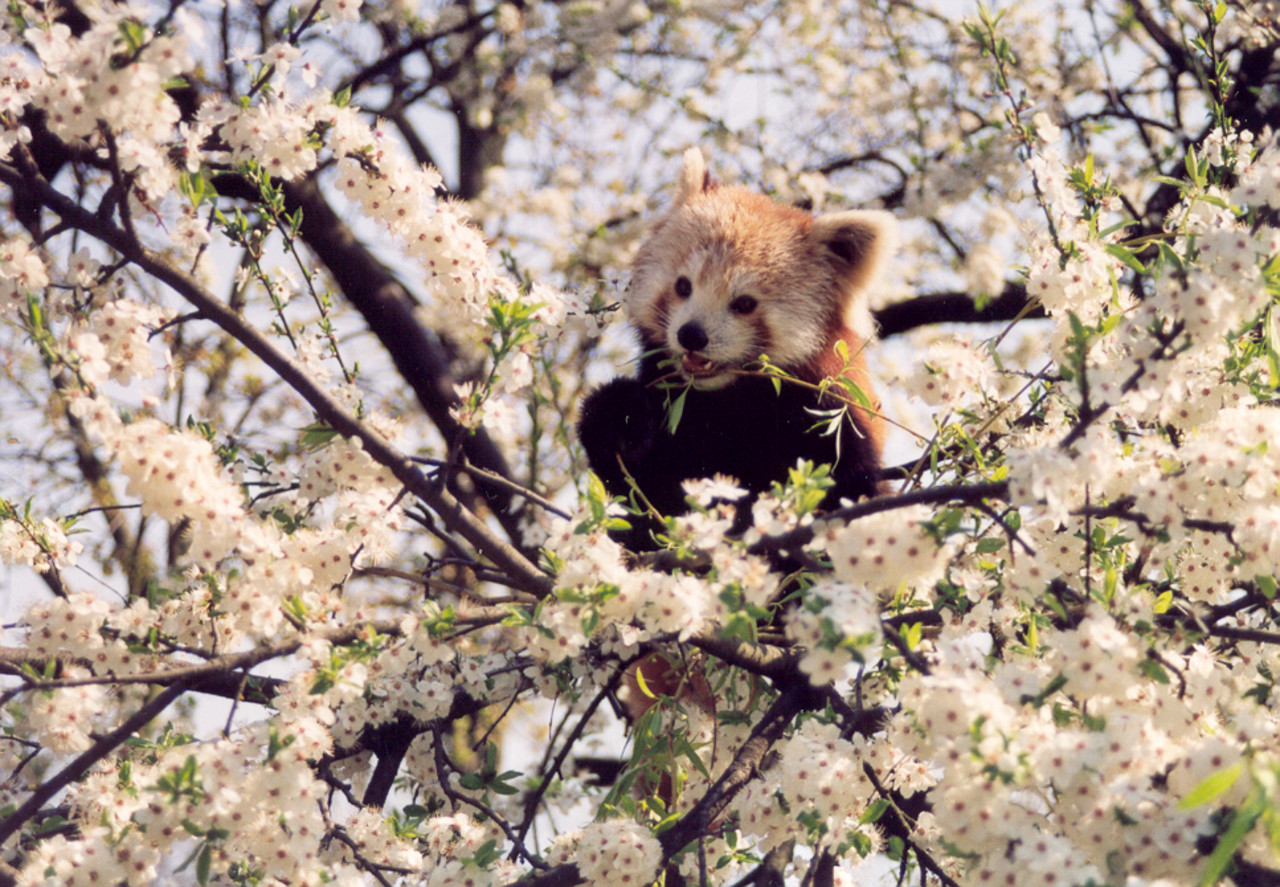 Red panda Ailurus fulgens Spring