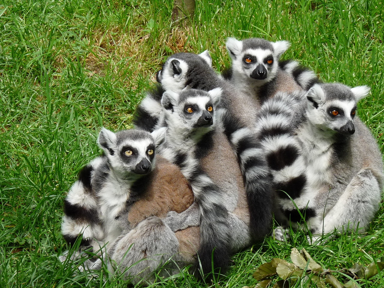 Ring-tailed Lemurs Lemur catta