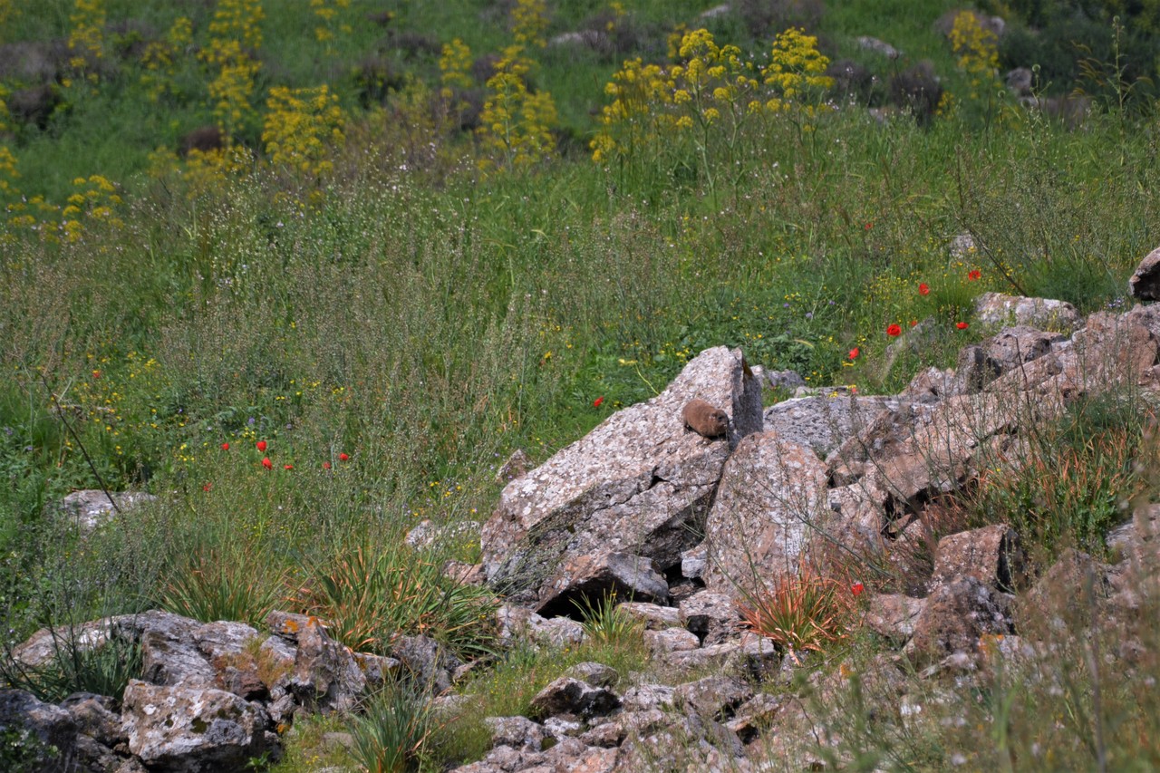 Rock Hyrax Procavia capensis syriaca, Israel