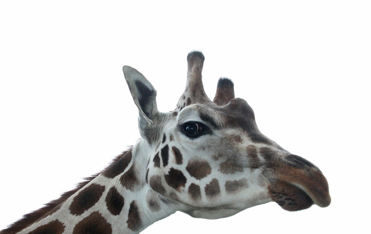 Rothschild's giraffe Giraffa camelopardalis rothschildi