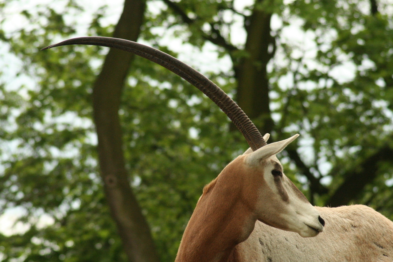Scimitar-horned Oryx Oryx dammah