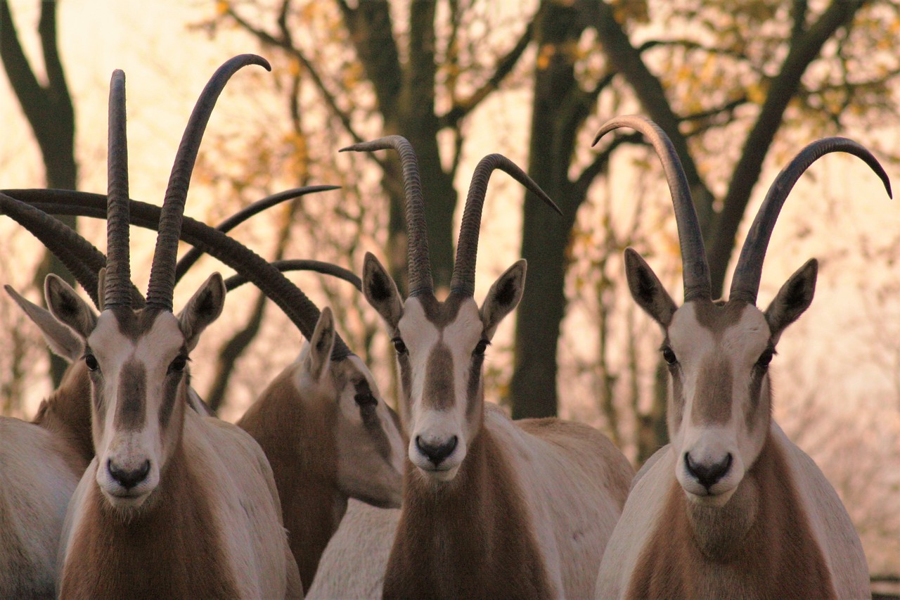Scimitar-horned Oryx Oryx dammah