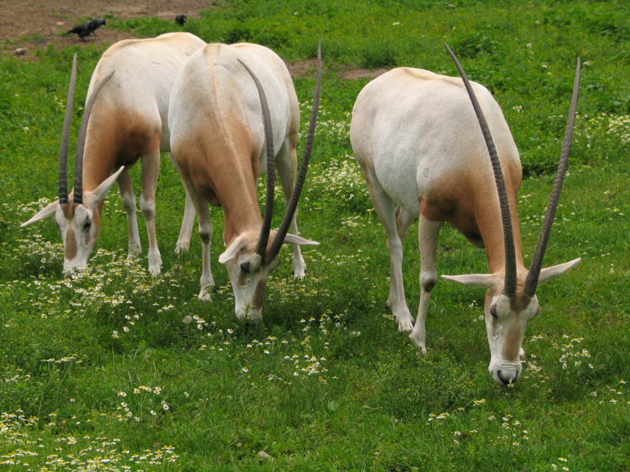 Scimitar-horned oryx Oryx dammah