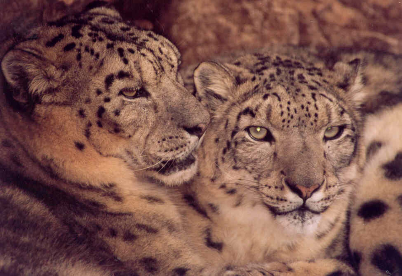 Snow Leopard Panthera uncia