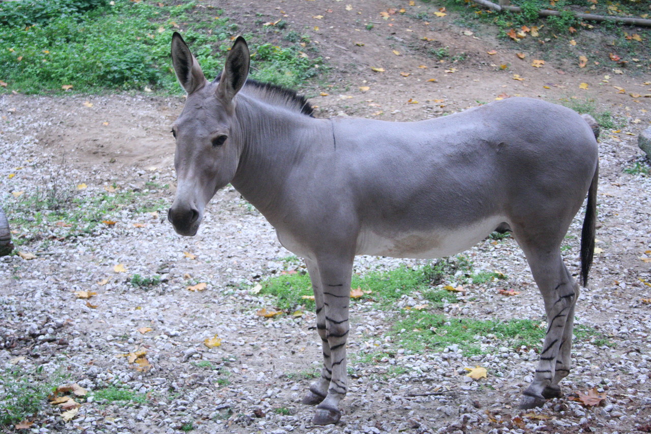 Somali wild ass Equus africanus somaliensis