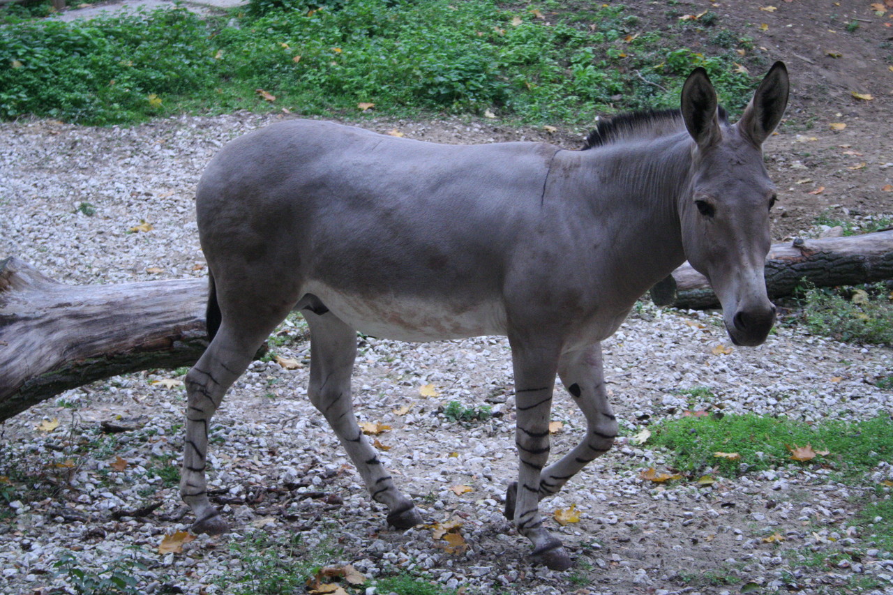 Somali wild ass Equus africanus somaliensis