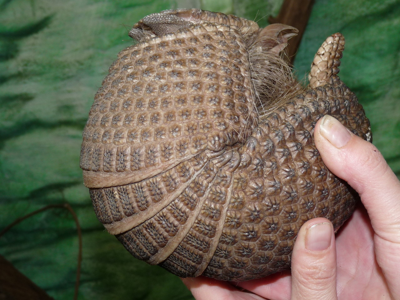 Southern three-banded armadillo Tolypeutes matacus
